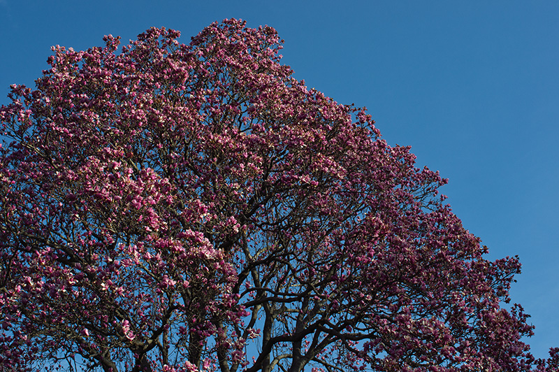 Spring!